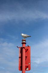 A solitary seagull perched on a red pole against a clear blue sky. The bird's white plumage contrasts beautifully with the vibrant colors of the background.