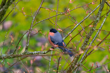 A male bullfinch - Pyrrhula pyrrhula - foraging for tree buds in the forest around Crieff, Perthshire, Scotland
