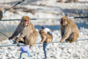 Obraz premium 上高地 ニホンザルの親子 長野県松本市安曇中部山岳国立公園