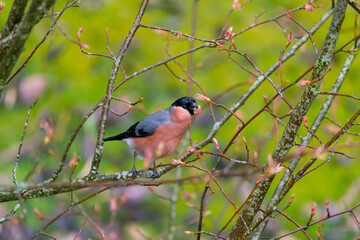 A male bullfinch - Pyrrhula pyrrhula - foraging for tree buds in the forest around Crieff, Perthshire, Scotland