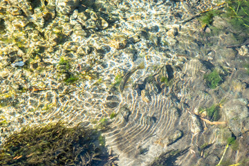 上高地 梓川を泳ぐイワナ　長野県松本市安曇中部山岳国立公園