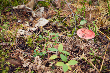 Gołąbek buczynowy, Russula nobilis Velen