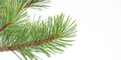 Obraz premium A serene winter flat lay featuring evergreen branches against a soothing white backdrop, capturing the essence of the season's tranquility and natural beauty