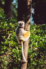 Obraz premium Madagascar - Diademed sifaka lemur on tree