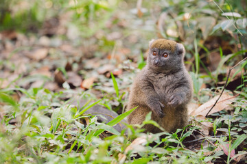 Madagascar - Eastern lesser bamboo lemur