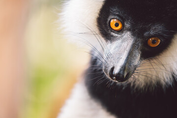 Madagascar - Black-and-white ruffed lemur portrait