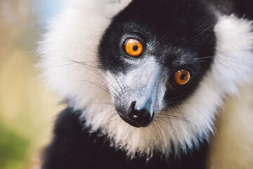 Madagascar - Black-and-white ruffed lemur portrait