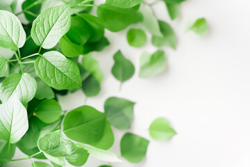 A beautiful arrangement of vibrant green leaves is scattered gracefully across a pristine white surface, evoking a sense of tranquility and connection to nature