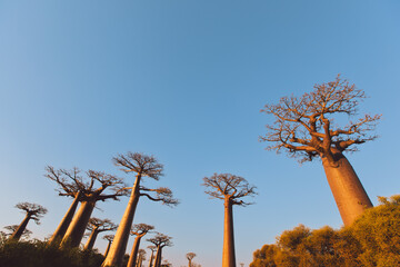 Dusk at Baobab Alley Madagascar