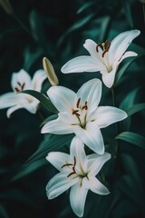 Obraz premium A bouquet of white flowers with green leaves, ideal for interior design or still life photography