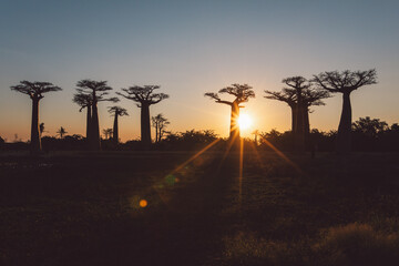 Sunset in the Baobab Alley Madagascar