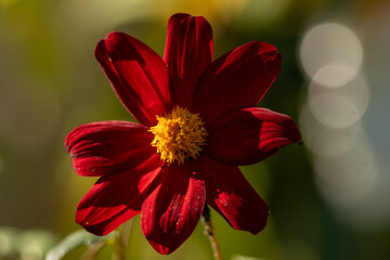 gros plan d'une fleur de dalhia comestible, rouge au coeur jaune, sublimé par un bokeh artistique