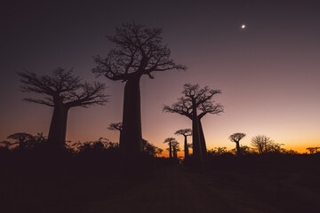 Madagascar - Baobab Valley at night