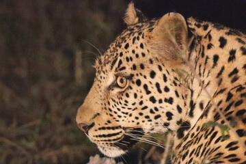 Close up of the  beautiful young leopard