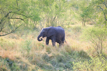 African young  elephant  in a green open field