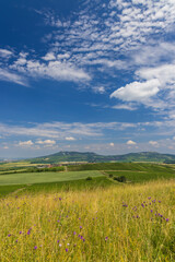 Obraz premium Vineyards under Palava, Southern Moravia, Czech Republic