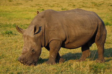 Obraz premium Little pretty bird on top of the young brown Rhino in green open field