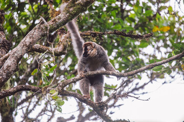 Common brown lemur in a tree