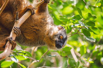Common brown lemur in a tree