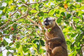 Common brown lemur in a tree
