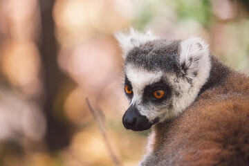 Madagascar - Ring-tailed lemurs (Lemur catta) 