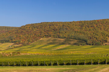 Autumn vineyard near Tokaj town, Tokaj region, Great Plain and North, Hungary