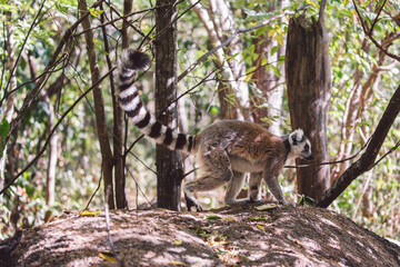 Madagascar - Ring-tailed lemurs (Lemur catta) 