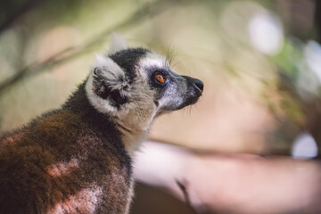 Madagascar - Ring-tailed lemurs (Lemur catta) 