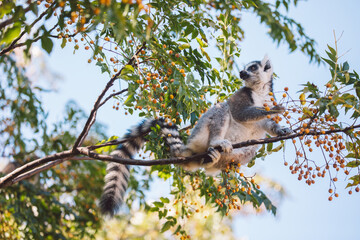 Madagascar - Ring-tailed lemurs (Lemur catta) 