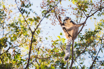 Madagascar - Ring-tailed lemurs (Lemur catta) 