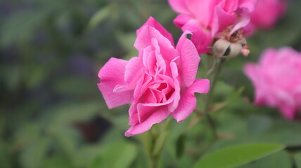 Pink roses (Rosa) in full bloom in the garden