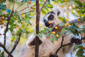 Madagascar - Ring-tailed lemurs (Lemur catta)  © Cristian Bortes