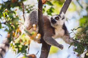 Madagascar - Ring-tailed lemurs (Lemur catta) 
