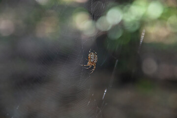 spider on web