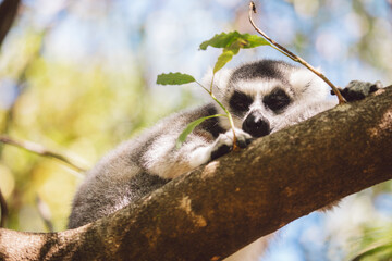 Madagascar - Ring-tailed lemurs (Lemur catta) 