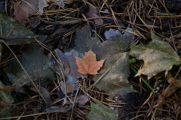 autumn leaves on the ground