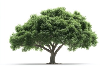 A tree with lush green leaves on a simple white background, ideal for use in illustrations and designs