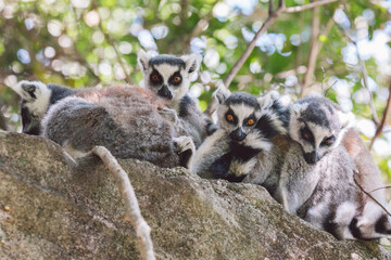 Madagascar - Ring-tailed lemurs (Lemur catta) 
