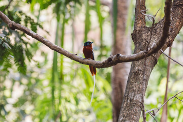 Madagascar Paradise Flycatcher