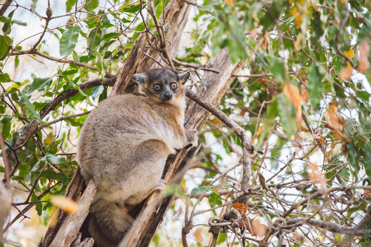 White-footed lepilemur in a tree