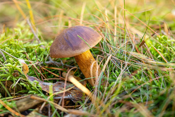 edible mushroom growing in the forest