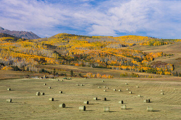 Beautiful Autumn Color in the San Juan Mountains of Colorado. Hay bales in a ranch field with golden aspen trees on a hillside