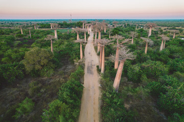 Madagascar - aerial view of baobab alley at sunrise