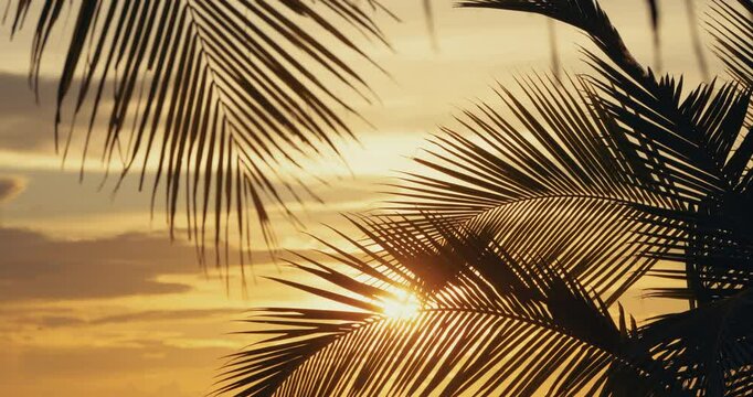 palm tree silhouette sunset through leaves summer background. close up coconut scenes golden hour evening.