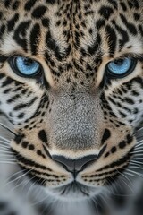 Obraz premium A close-up of the face and eyes of leopard, capturing its intense gaze and detailed fur texture. 