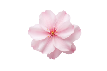 A single sakura bloom with softly curled petals, highlighted in natural light, isolated against a clean white background