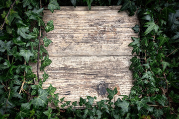 Old blank weathered wooden board sign with overgrown ivy and weeds background