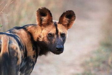 Close up of the African wild dog
