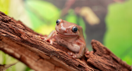 An Australian tree frog sits on the bark of a tree. The frog turns around and looks at the camera.