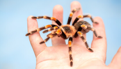 Tarantula spider on a man's hand close up. Tarantula spider as a pet.